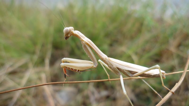 Iris oratoria e Mantis religiosa della Grecia